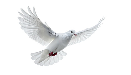 Fototapeta premium White dove in flight, wings outstretched, against a dark backdrop
