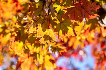 Autumn Leaves on a tree on a Sunny Day