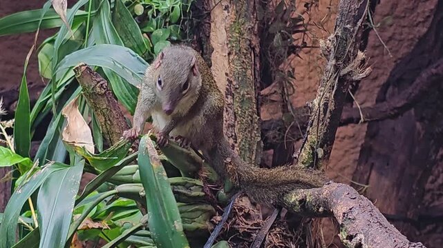 Close up of a tropcial squirrel also known as treeshrew moving around a tree in the forest on a sunny day.
