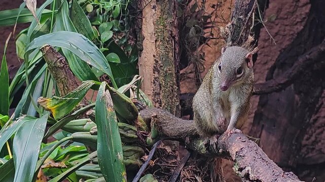 Close up of a tropcial squirrel also known as treeshrew moving around a tree in the forest on a sunny day.