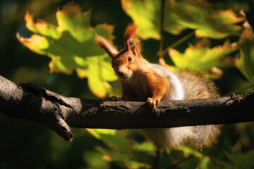 A closeup of a red squirrel on a tree branch with a blurred background of sunlit green leaves. The focus is on the animal, creating a sense of observation. The light is warm and autumnal.