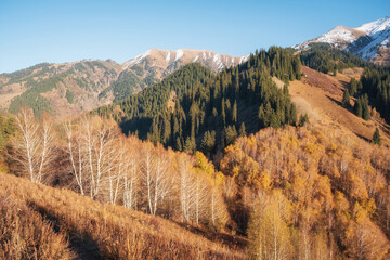 An autumn landscape with yellowed leaves and snow-capped mountain peaks. These views are typical of the Tien Shan Mountains, located near Almaty in Kazakhstan.