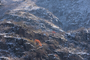 Early snow on rocky mountains with sparse shrubs and bright red autumn trees illuminated by the sun. The meeting of autumn and winter.