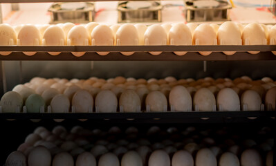 Close up of duck eggs in an incubator, arranged neatly on trays for hatching process. Concept of poultry farming, incubation technology, agriculture, and food production industry.