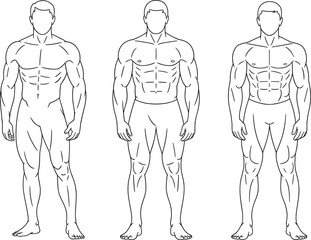 Set of male muscular body anatomy front view illustration showing different muscle proportions and fitness body types for anatomy study design.