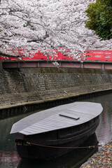 old wooden boat under cherry blossoms