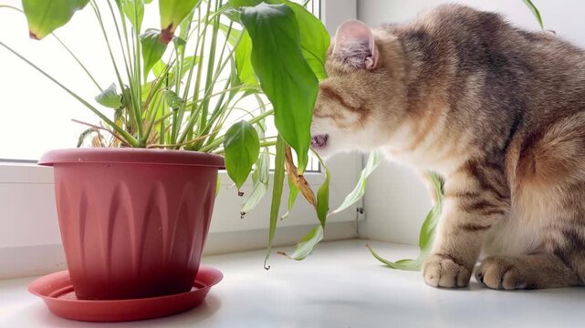 British ginger cat eating leaves of green potted plant on window sill