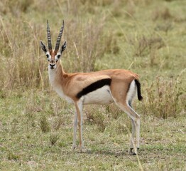 Portrait d'une gazelle de Thomson qui croise le regard de la caméra, parc naturel Serengeti en Tanzanie