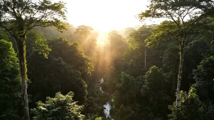 Golden sunlight streams through lush rainforest canopy, creating a breathtaking aerial vista perfect for nature documentaries or travel promotions showcasing adventure and natural beauty - Powered by Adobe