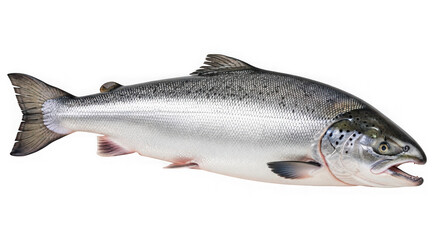 Obraz premium A whole salmon fish, isolated on transparent background