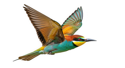 Fototapeta premium A colorful european beeeater bird in flight, isolated on transparent background