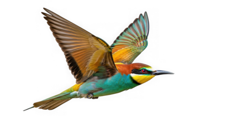 A colorful european beeeater bird in flight, isolated on transparent background