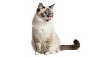 A beautiful siamese cat with blue eyes sitting and licking its nose, isolated on transparent background