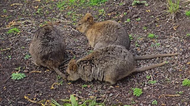 Close up of wallaby or Kangaroo rabbits searchin for food on the forest ground on a cloudy day