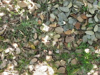 Dried Leaves on Ground with Grass and Ferns in Forest