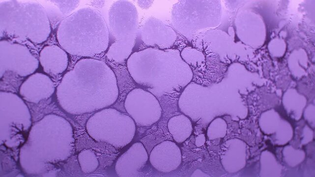 Discover the mesmerizing patterns created by frozen droplets, showcasing nature's artistry in a chilly environment full of wonder and intricate designs.