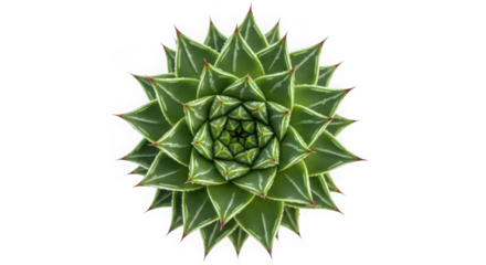 A striking topdown view of a geometric green succulent plant with sharp, layered leaves, isolated on a transparent background