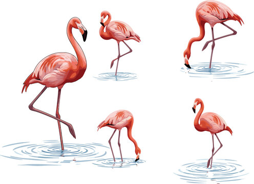 Elegant pink flamingo illustration set, tropical bird vector artwork, standing and feeding flamingos in water, nature wildlife design for decoration - Powered by Adobe