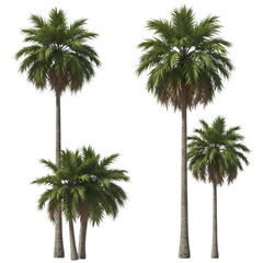 Palm Trees: A Collection of Digital Renderings isolated on transparent background