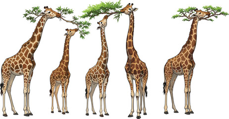 Giraffe family eating leaves illustration, African wildlife art, tall savanna animals, safari nature drawing, wild giraffes artwork design.