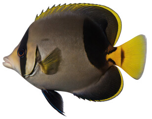 A profile view of a butterfly fish with contrasting colors It is isolated on a white background
