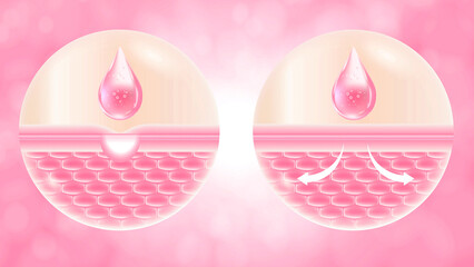 Skin Hydration and Absorption Process