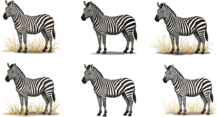 Fototapeta premium Realistic zebra illustration standing on savanna grass, African wildlife animal, black and white striped horse, safari nature artwork, wild creature design