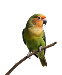 A colorful parrot perched on a twig against a blank white background
