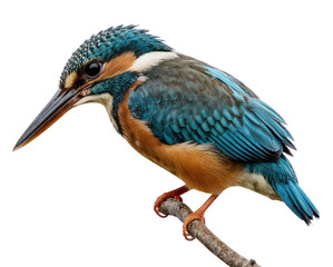 A close-up shot of a vibrant kingfisher perched on a branch angled downwards against white
