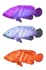 Fototapeta premium collection of colorful grouper fish on a white background