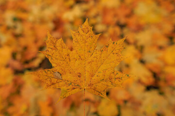 Beautiful bright autumn maple leaves in the forest, top view. Rainy day with yellow-orange foliage. Fall leaf texture