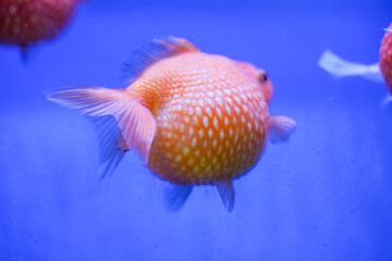 A close-up of a Lionhead Goldfish showing its signature head growth and flowing fins. This fancy goldfish variety is a favorite in aquariums for its charm and vivid color