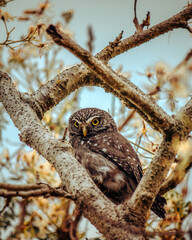 Owl in Focus: The Mesmerizing Gaze of the Cerrado. The Caburé Owl is perfectly centered and framed by a triangle of rough, textured branches of a tree with sparse foliage and dry, autumnal tones.