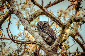 Owl in Focus: The Mesmerizing Gaze of the Cerrado. The Caburé Owl is perfectly centered and framed by a triangle of rough, textured branches of a tree with sparse foliage and dry, autumnal tones.
