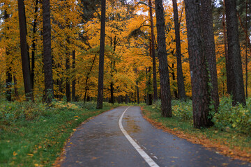 Autumn forest road with yellow and orange leaves, surrounded by tall trees. Peaceful fall landscape with a winding path through colorful woodland scenery.