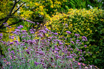 Sunny summer purple verbena patagonia field	