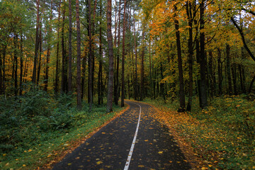 Fototapeta premium Beautiful autumn forest path surrounded by tall trees with golden leaves, creating a peaceful and scenic atmosphere in nature.