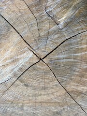 old wood texture as background - tree rings 