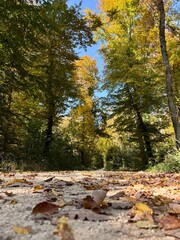 autumn in the forest
