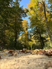 autumn in the forest
