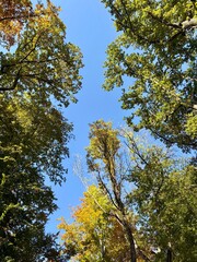 autumn in the forest