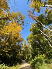 autumn in the forest