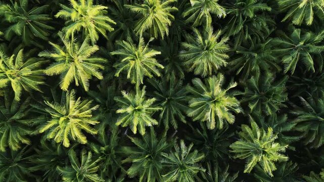 Abstract Aerial Top-Down View of Tropical Palm Tree Forest | Vibrant Green and Yellow Coconut Palms
