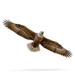 eagle in flight