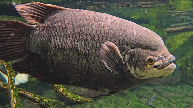 Close up view of an Elephant Ear Gourami fish swimming slowly around underwater.
