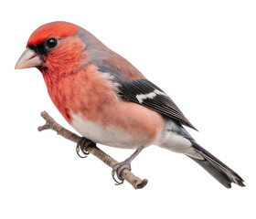 A vibrant male bird with red head pink breast  gray back perched on a thin brown twig against white