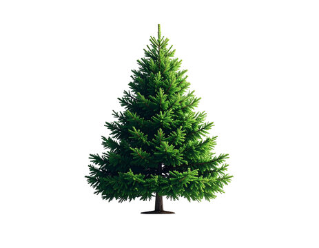 Eine Tanne, transparenter Hintergrund, PNG