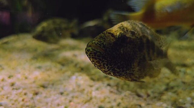 Close up of leopard cichlid fish floating near thew sea bed with other fish in the background and rack focus underwater