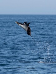 Flying mobula jumping mobula ray