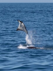 Obraz premium Flying mobula jumping mobula ray